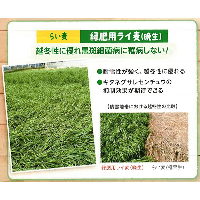 種 1kg×5袋 緑肥用ライ麦 晩生 らい麦 罹病防止 雪耐性 冬越 抑制 酪農 畜産 緑肥 牧草 タキイ種苗 米S 代引不可 (登録品種名:緑肥用ライ麦(晩生))