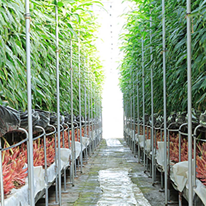 養液栽培専用培地 ココベッド M 4枚入 栽培 培地 ミョウガ トマト ナス パプリカ カ施 代引不可