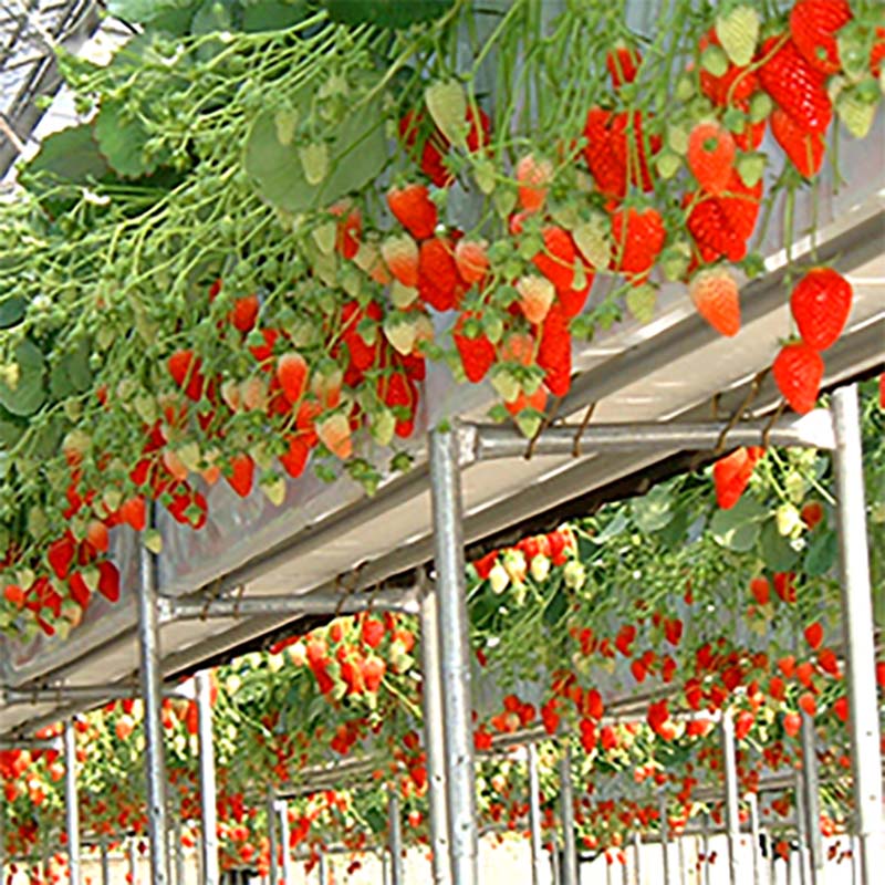 養液栽培専用培地 ココブロック 10個入 栽培 培地 イチゴ カ施 代引不可