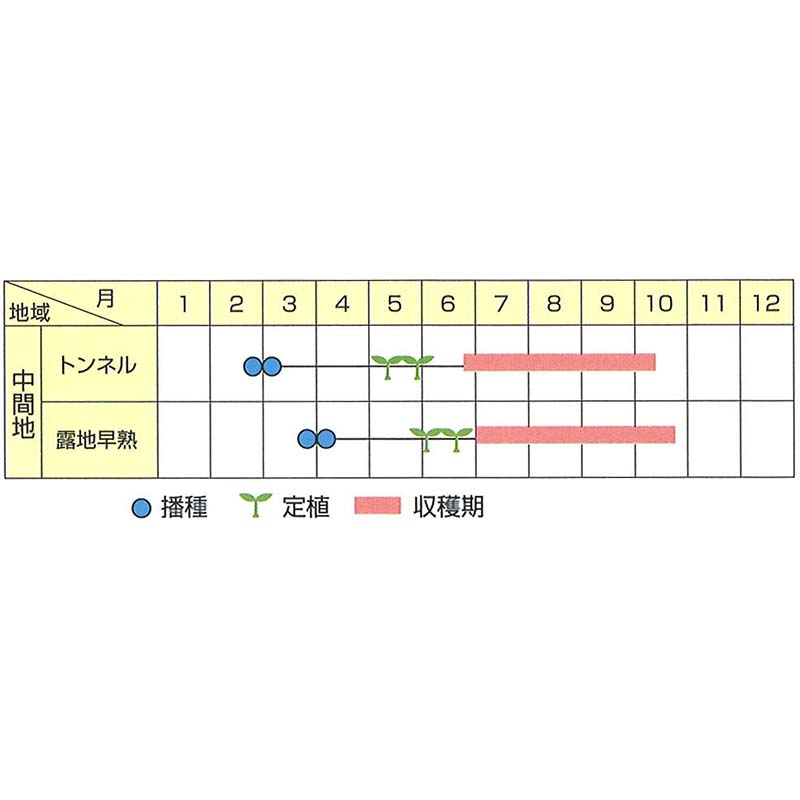 種子 0.8ml ナス ひとしお 北越交配 栽培用 野菜タネ 野菜種子 野菜のタネ なす 茄子 北越農事 D