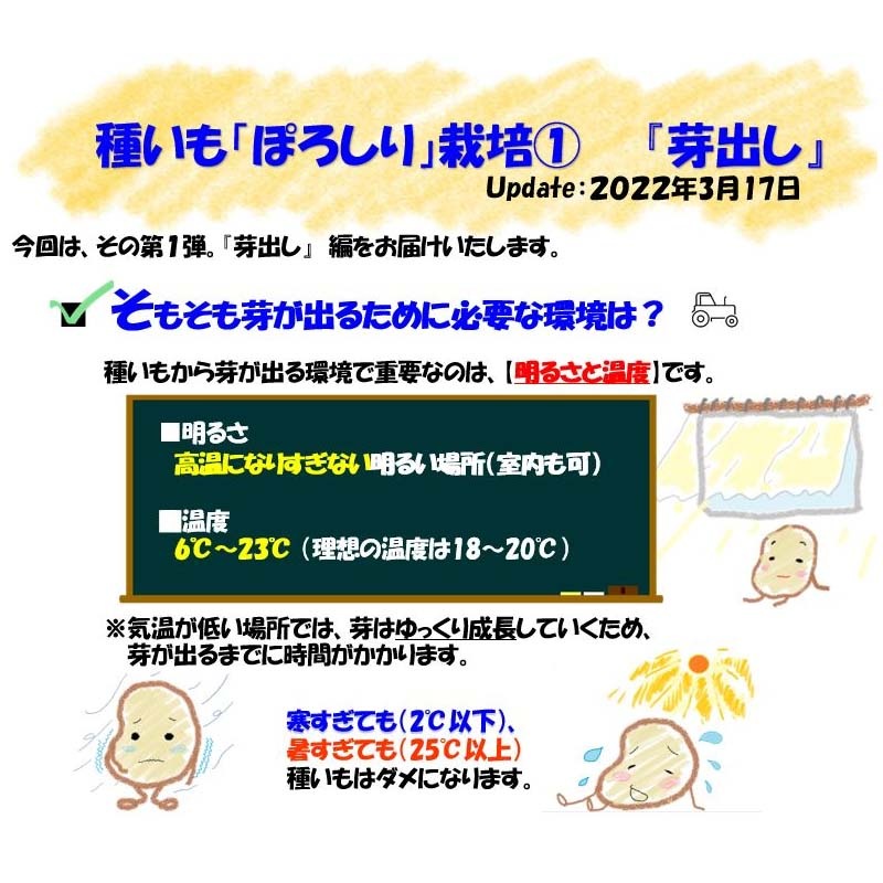 2球 栽培用種芋 ぽろしり カルビー ジャガイモ じゃがいも ポテト ポロシリ 2個 カ園 DZ  (登録品種名:ぽろしり)