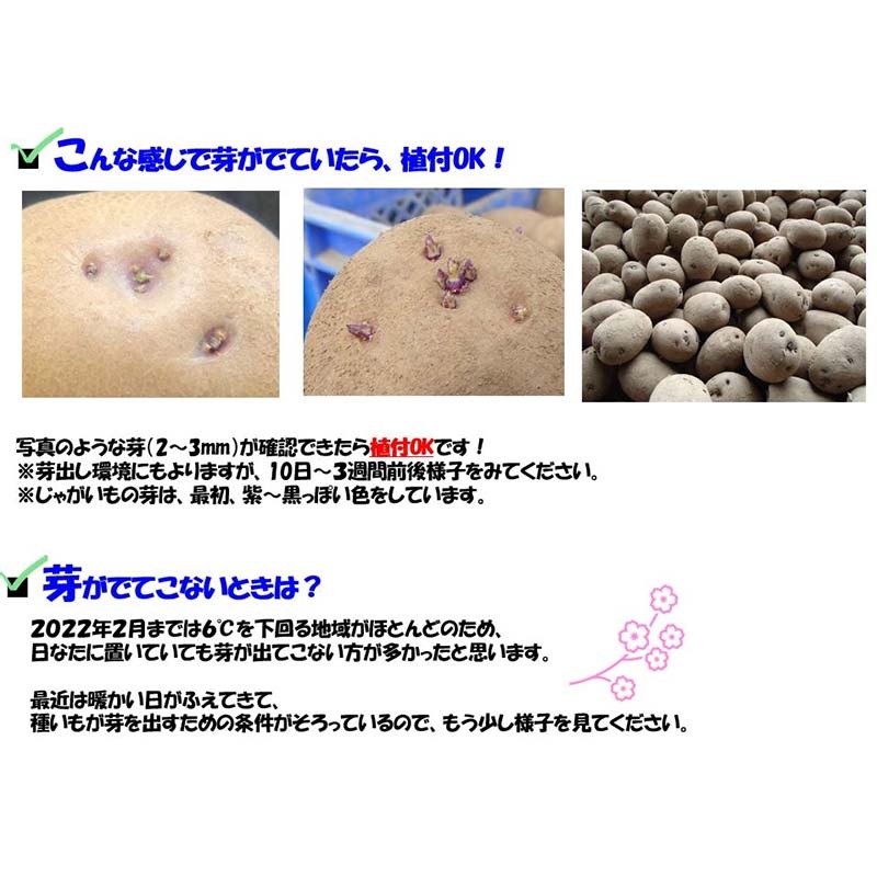 2球 栽培用種芋 ぽろしり カルビー ジャガイモ じゃがいも ポテト ポロシリ 2個 カ園 DZ  (登録品種名:ぽろしり)