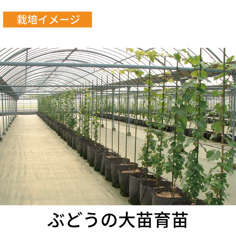 10枚 ルートラップ ポット 30A 直径 57cm × 高さ 40cm 容量 100L 不織布 ポット ルートラップポット 根域制限 防根 遮根 透水 果樹栽培 ハセガワ工業 代引不可