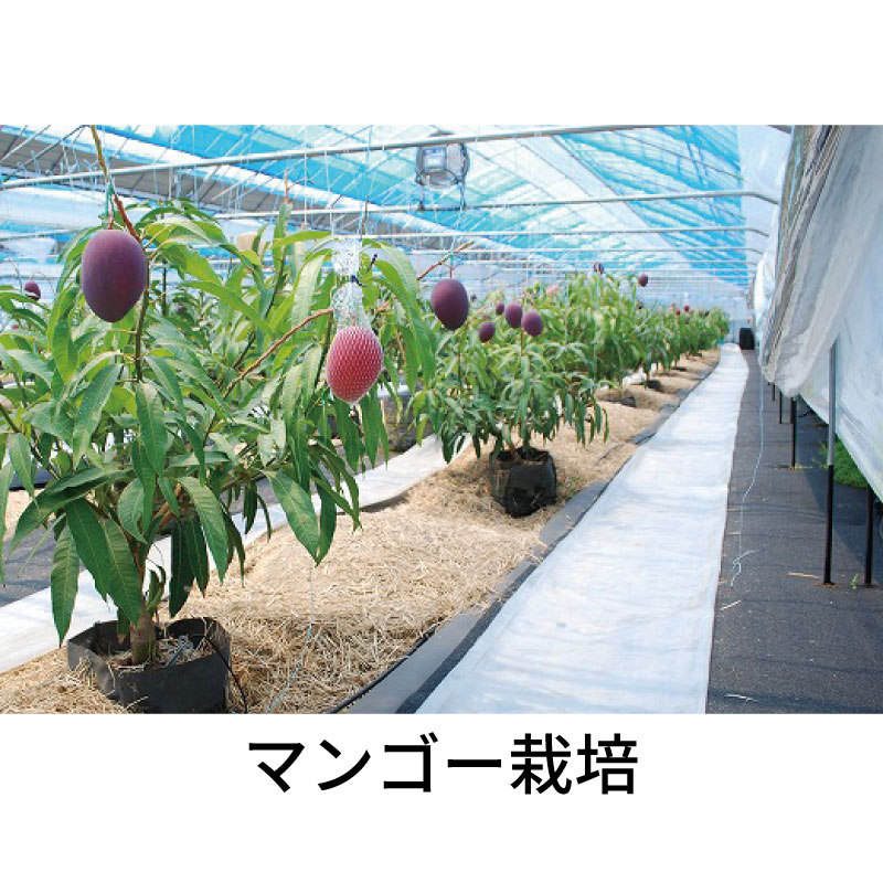 10枚 ルートラップ ポット 30A 直径 57cm × 高さ 40cm 容量 100L 不織布 ポット ルートラップポット 根域制限 防根 遮根 透水 果樹栽培 ハセガワ工業 代引不可