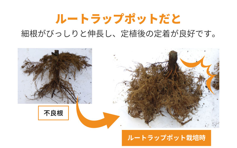 10枚 ルートラップ ポット 30A 直径 57cm × 高さ 40cm 容量 100L 不織布 ポット ルートラップポット 根域制限 防根 遮根 透水 果樹栽培 ハセガワ工業 代引不可