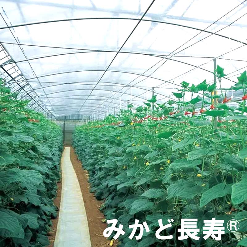 0.05mm厚 330cm幅 100m×2本 みかど長寿 50A 雨よけハウスカーテン用 農PO 透明 カ施 代引不可