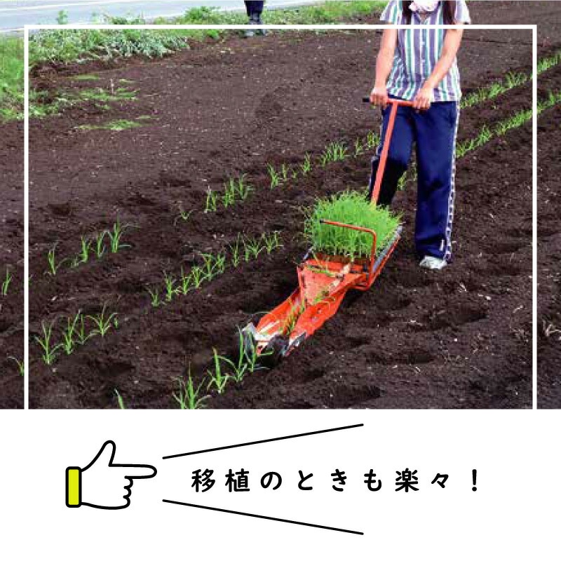 75冊入 2箱 チェーンポット LP303-10 264鉢 紙筒 ニッテン 日甜 ロングピッチチェーンポット 播種 種まき 育苗 青ネギ キク 菊 花き類 タS DZ