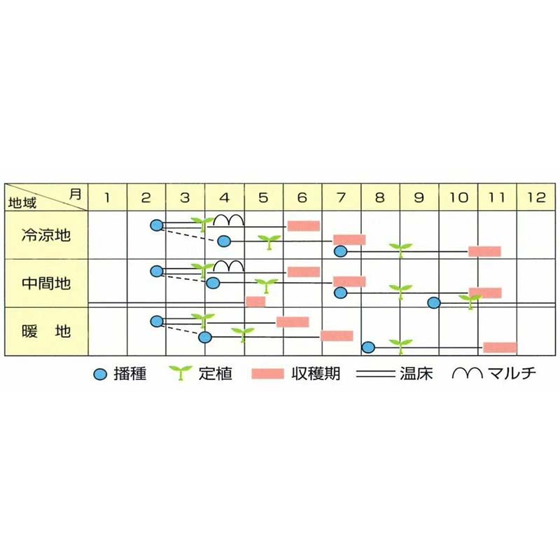 種子 1.2ml キャベツ やひこ 北越交配 栽培用 野菜タネ 野菜種子 野菜のタネ 甘藍 北越農事 D