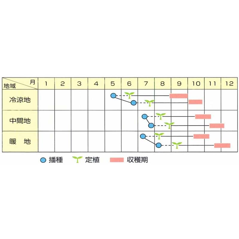 種子 1.2ml キャベツ やひこA号 北越交配 栽培用 野菜タネ 野菜種子 野菜のタネ 甘藍 北越農事 D