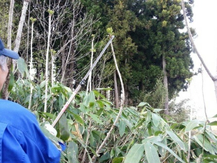 伸縮式山菜きのこ鎌 SKK-01 95cmから170cm フTD