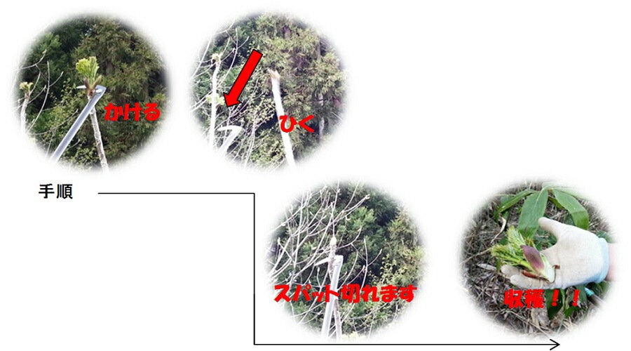 伸縮式山菜きのこ鎌 SKK-01 95cmから170cm フTD