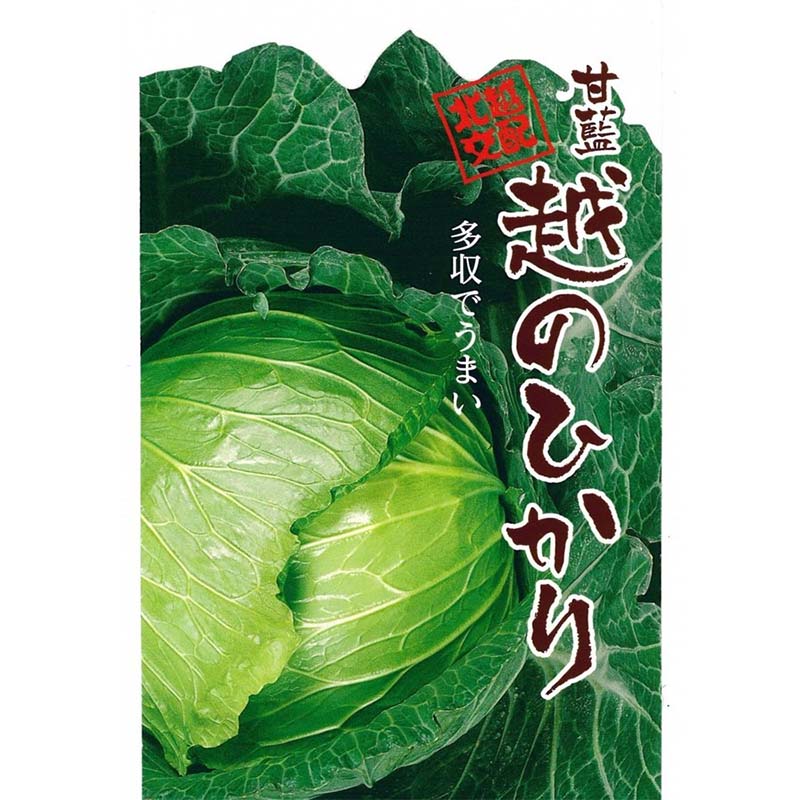 種子 20ml キャベツ 越のひかり 北越交配 栽培用 野菜タネ 野菜種子 野菜のタネ 甘藍 北越農事 D