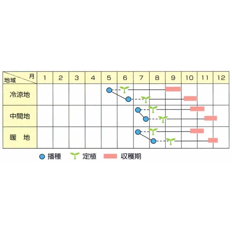 種子 20ml キャベツ 越のひかり 北越交配 栽培用 野菜タネ 野菜種子 野菜のタネ 甘藍 北越農事 D