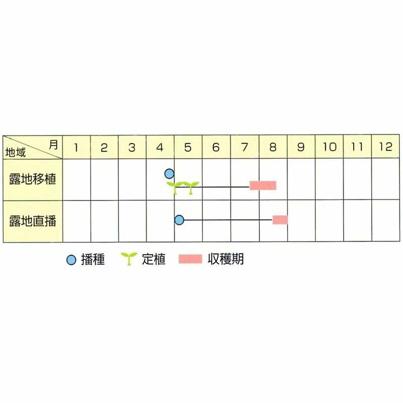 種子 1dl 枝豆 新小平方茶豆 北越育成 栽培用 野菜タネ 野菜種子 野菜のタネ エダマメ 北越農事 D