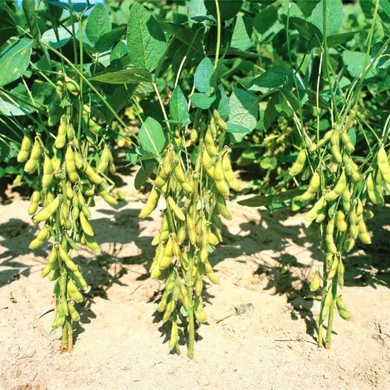 種子 1dl 枝豆 新小平方茶豆 北越育成 栽培用 野菜タネ 野菜種子 野菜のタネ エダマメ 北越農事 D