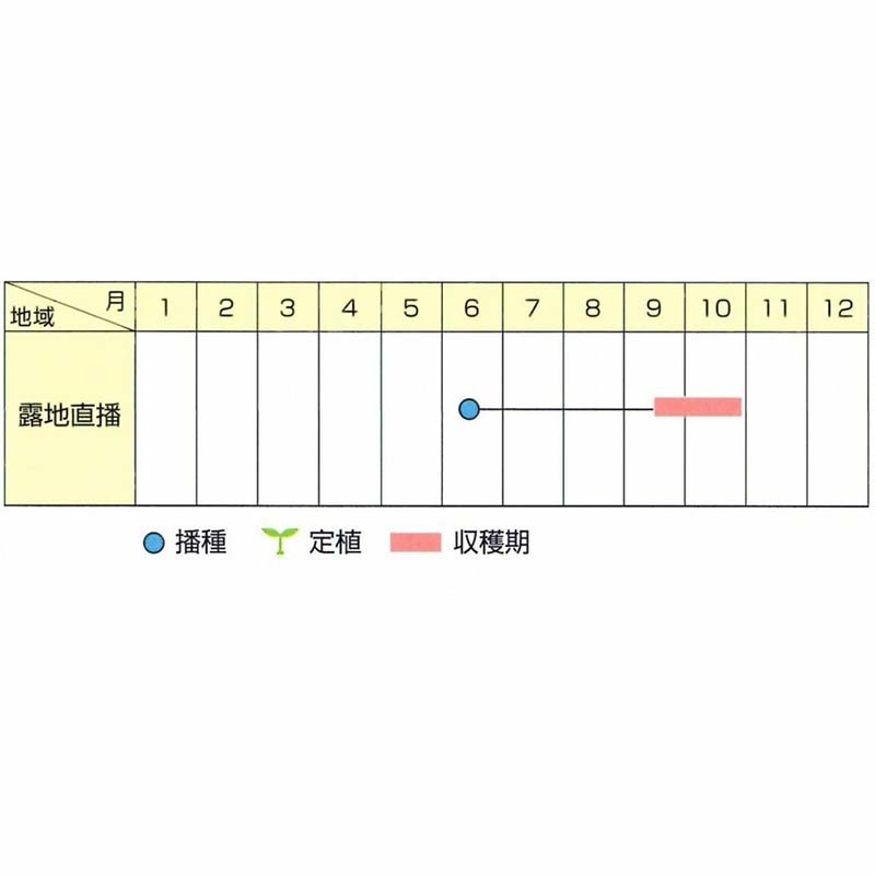 種子 1L 枝豆 越後娘 北越育成 栽培用 野菜タネ 野菜種子 野菜のタネ エダマメ 北越農事 D