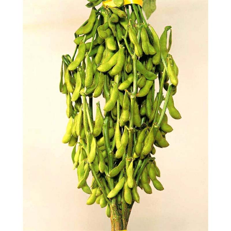 種子 1L 枝豆 越後娘 北越育成 栽培用 野菜タネ 野菜種子 野菜のタネ エダマメ 北越農事 D