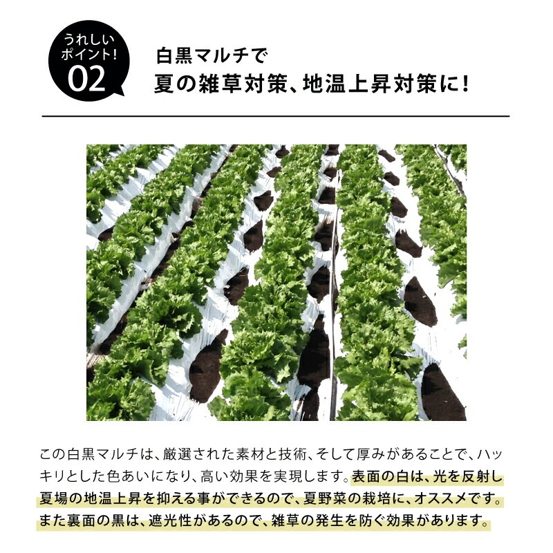 白黒マルチ 幅150cm シャイニングゼブラ 国産 穴なし センターライン入 白黒 マルチ シート 畑 地温 温度 抑制 レタス 白菜 栽培 防草 雑草対策 日A DZ