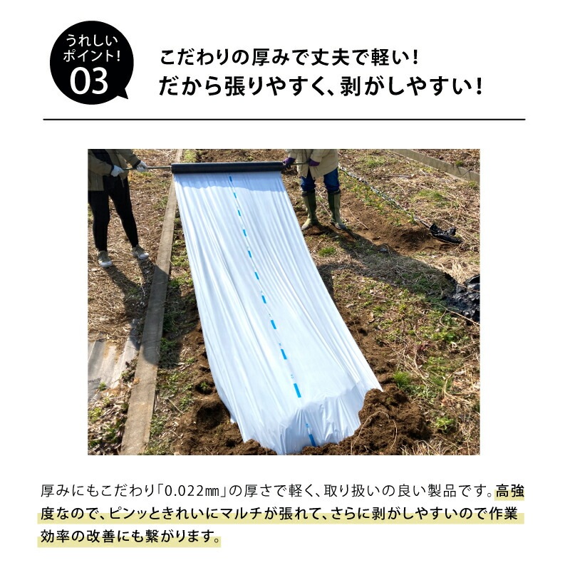 白黒マルチ 幅150cm シャイニングゼブラ 国産 穴なし センターライン入 白黒 マルチ シート 畑 地温 温度 抑制 レタス 白菜 栽培 防草 雑草対策 日A DZ