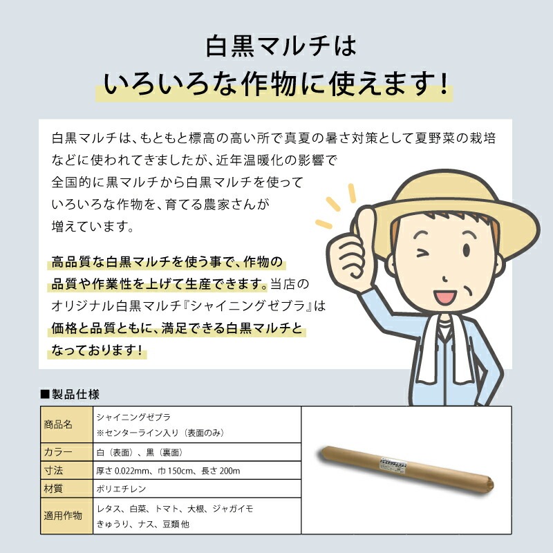 白黒マルチ 幅150cm シャイニングゼブラ 国産 穴なし センターライン入 白黒 マルチ シート 畑 地温 温度 抑制 レタス 白菜 栽培 防草 雑草対策 日A DZ