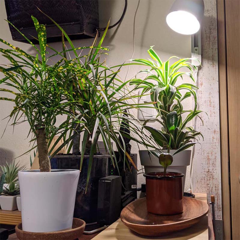 植物育成ライト LED電球 BULB&PAR 口金E26 LPL05WB2K 2700K 白色LED 植物 光合成 日照不足対策 照明 フュ―チャーライト カ園 個人宅配送不可 代引不可