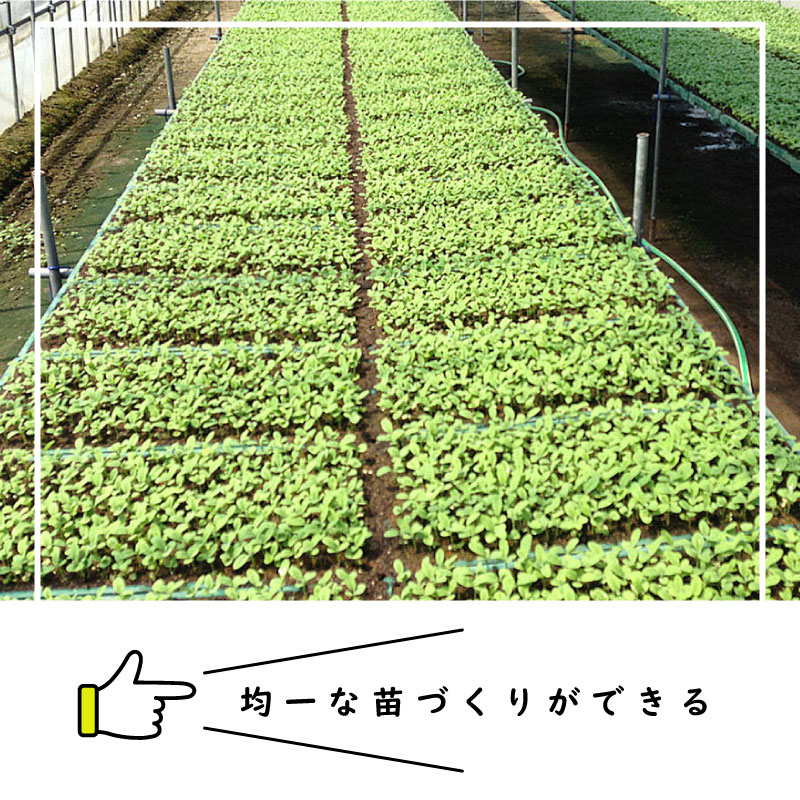 LPチェーンポット LP353-30 1冊 (単品) 株間30cm 190鉢 播種 種まき 育苗 キャベツ ブロッコリー lp353-30 チェーンポット 紙筒 ニッテン 日本甜菜製糖 タSZ