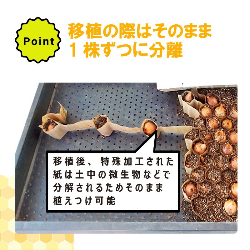 LPチェーンポット LP353-30 1冊 (単品) 株間30cm 190鉢 播種 種まき 育苗 キャベツ ブロッコリー lp353-30 チェーンポット 紙筒 ニッテン 日本甜菜製糖 タSZ