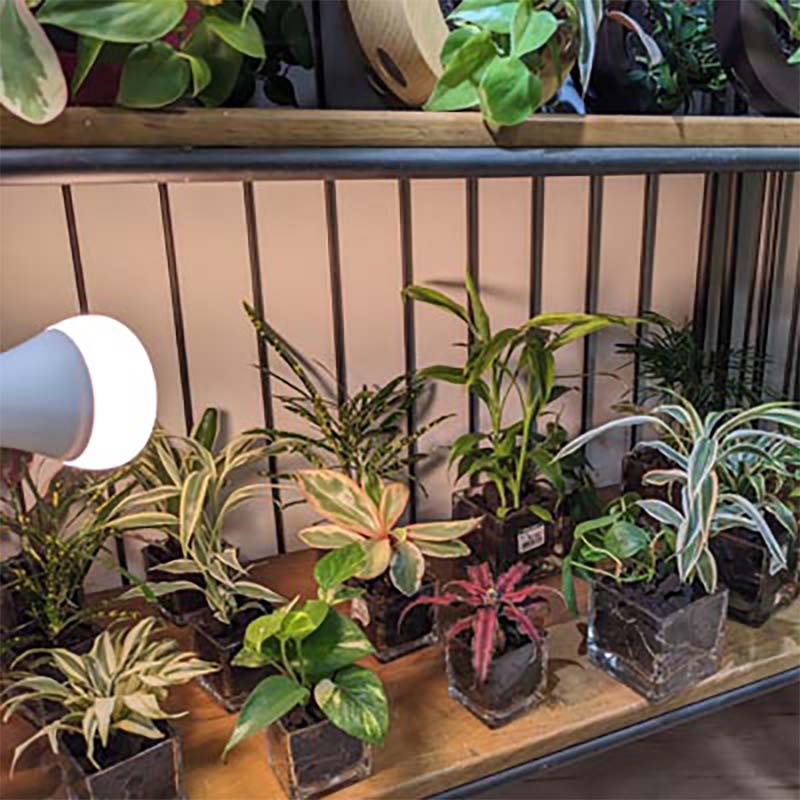 植物育成ライト LED電球 BULB&PAR 口金E26 LPL09WB2K 2700K 白色LED 植物 光合成 日照不足対策 照明 フュ―チャーライト カ園 個人宅配送不可 代引不可