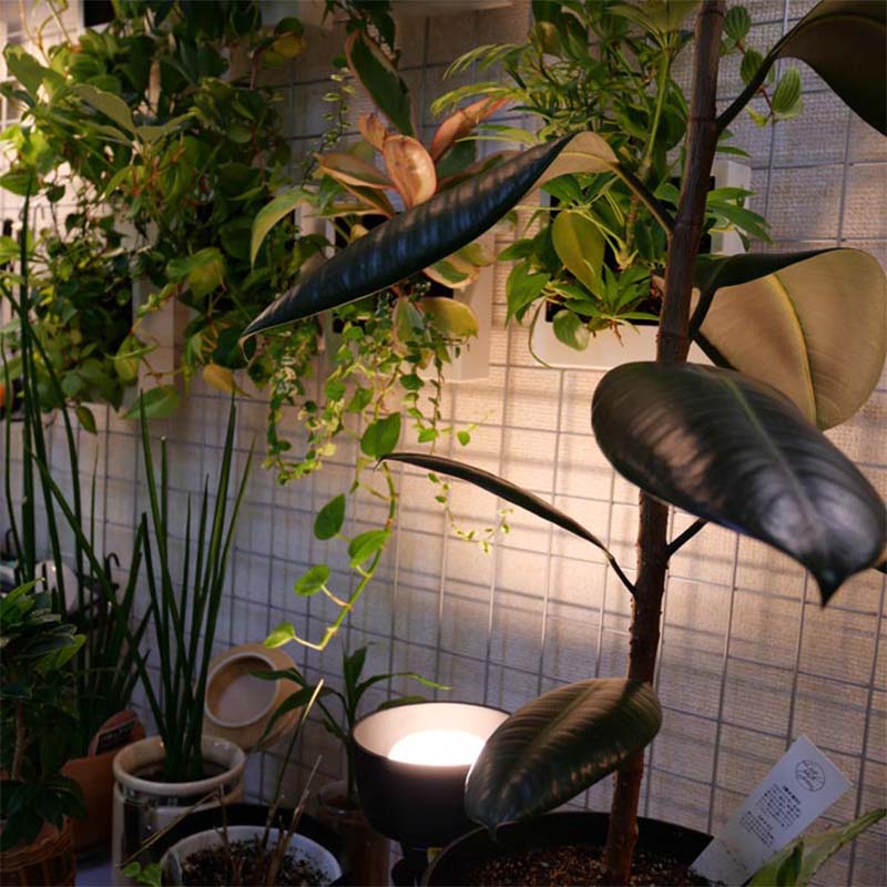 植物育成ライト LED電球 BULB&PAR 口金E26 LPL09WB2K 2700K 白色LED 植物 光合成 日照不足対策 照明 フュ―チャーライト カ園 個人宅配送不可 代引不可