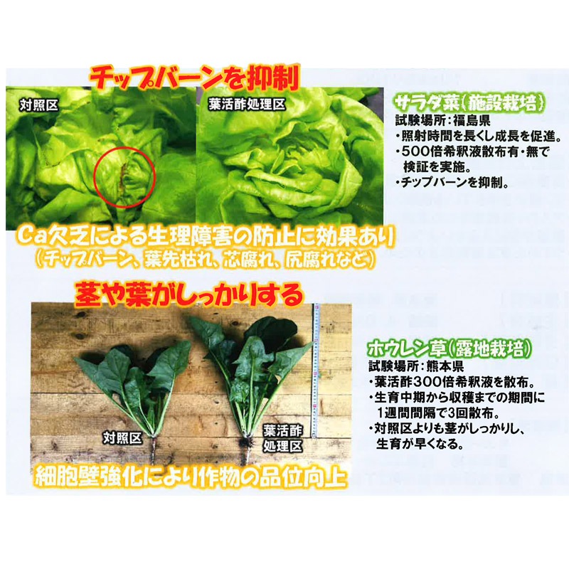 葉面散布用カルシウム肥料 葉活酢 1L 発根促進 液肥 肥料 畑 家庭菜園 ガーデニング 農業 園芸 キューピー醸造 タS DZ