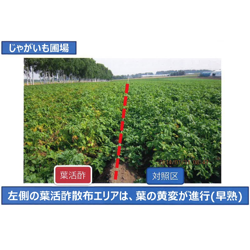 葉面散布用カルシウム肥料 葉活酢 1L 発根促進 液肥 肥料 畑 家庭菜園 ガーデニング 農業 園芸 キューピー醸造 タS DZ