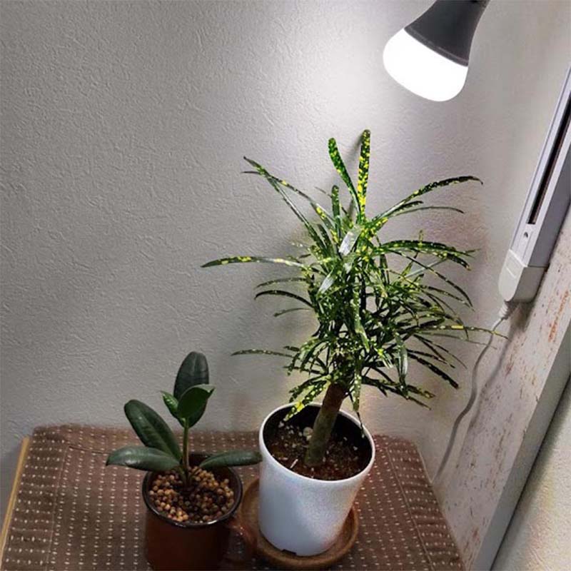植物育成ライト LED電球 BULB&PAR 口金E26 LPL05WB2K 2700K 30個 白色LED 植物 光合成 日照不足対策 照明 フュ―チャーライト カ園 個人宅配送不可 代引不可