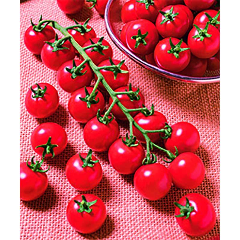 コート種子 1000粒 TY千果 ティーワイチカ ミニトマト 栽培用 タキイ種苗 米S 代引不可 (登録品種名：TTM106)