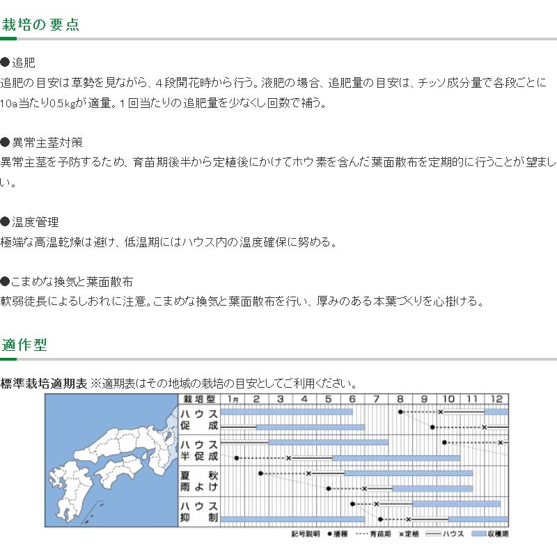 コート種子 1000粒 TY千果 ティーワイチカ ミニトマト 栽培用 タキイ種苗 米S 代引不可 (登録品種名：TTM106)