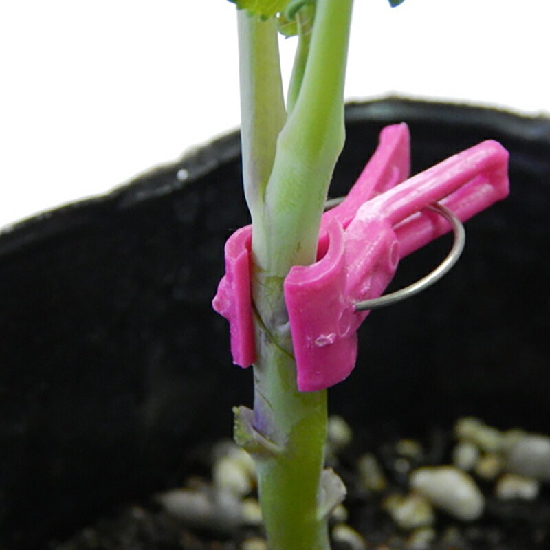 200個×10箱 接木フレンド オレンジ 橙色 接木用 クリップ 接ぎ木 ナス科用 ウリ科用 兼用 ブドウ ジベレリン処理 摘粒 摘房 目印 日本ピアレス工業 送料無料 DZ