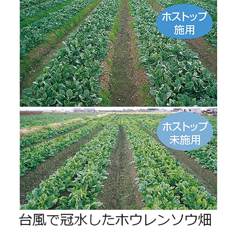 ホストップ 1L 高機能液肥 亜リン酸液肥 液体肥料 サカタのタネ サカタマモルシリーズ 代引不可