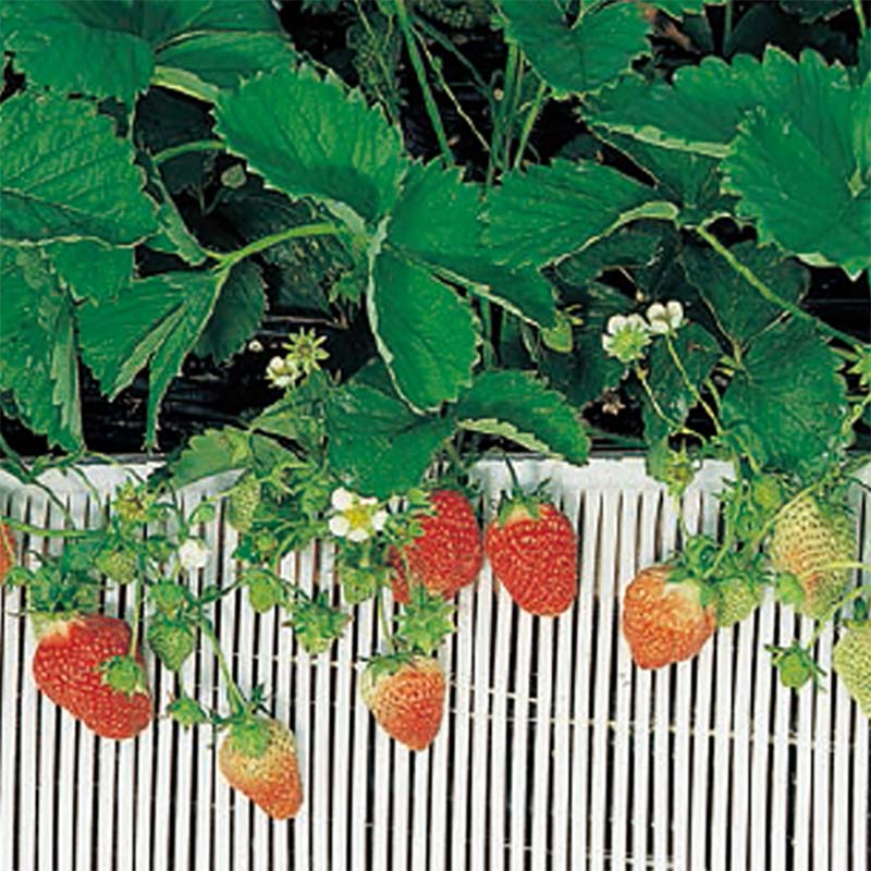 すのこ ストロースノコ I型-30 いちご用 積水樹脂 30巻 幅300mm 長さ25m 農業 園芸 栽培 いちご トマト タS 個人宅配送不可 代引不可