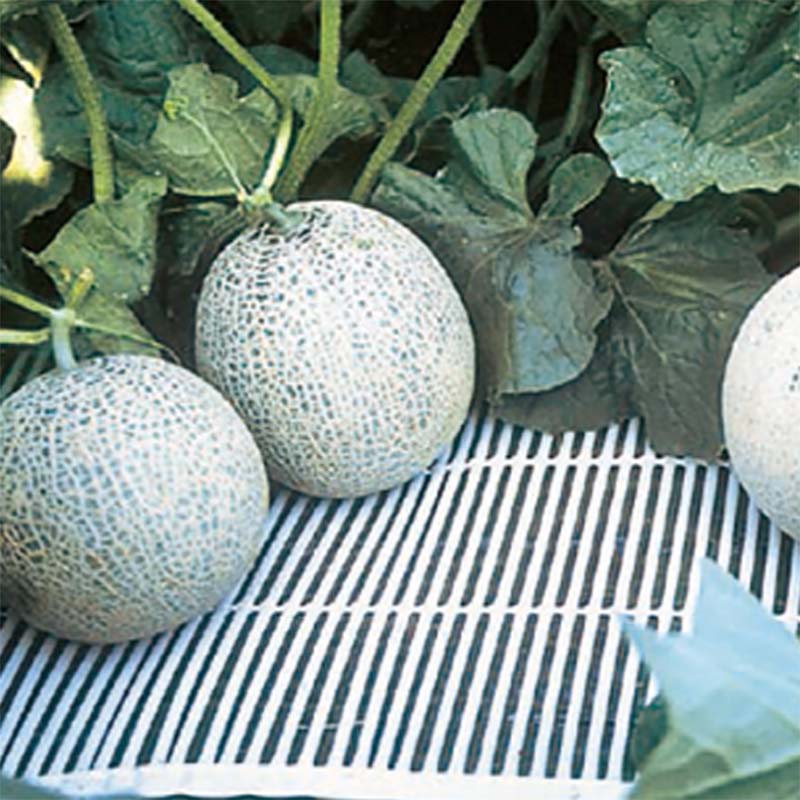 すのこ ストロースノコ III型-30 メロン用 積水樹脂 30巻 幅300mm 長さ25m 農業 園芸 栽培 メロン 下敷き材 タS 個人宅配送不可 代引不可