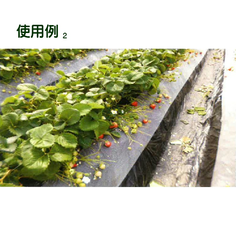 いちご玉受けネット N400 25cm×100m 高設栽培 葉よけ 茎折れ解消 風害 保護 サT 個人宅配送不可 代引不可