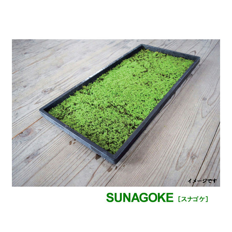 国産 砂苔 300×600mm 星屑のような葉 庭園材 苔盆景 屋上緑化 アクアテラリウム 直立3cm 天然 日照に強い 積雪に強い 苔 スナゴケ 石州這苔屋 代引不可