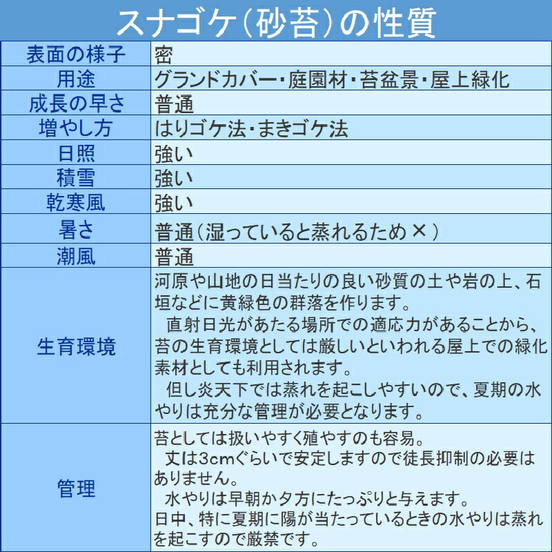 国産 砂苔 300×600mm 星屑のような葉 庭園材 苔盆景 屋上緑化 アクアテラリウム 直立3cm 天然 日照に強い 積雪に強い 苔 スナゴケ 石州這苔屋 代引不可