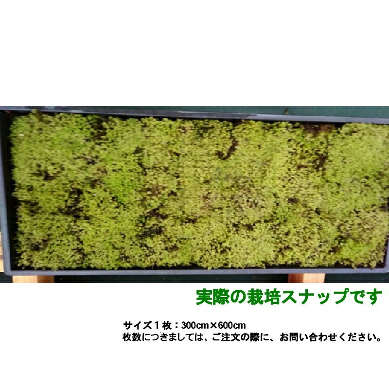 国産 砂苔 300×600mm 星屑のような葉 庭園材 苔盆景 屋上緑化 アクアテラリウム 直立3cm 天然 日照に強い 積雪に強い 苔 スナゴケ 石州這苔屋 代引不可