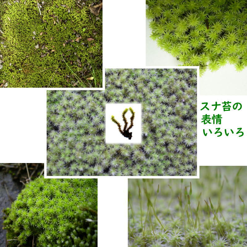 国産 砂苔 300×600mm 星屑のような葉 庭園材 苔盆景 屋上緑化 アクアテラリウム 直立3cm 天然 日照に強い 積雪に強い 苔 スナゴケ 石州這苔屋 代引不可