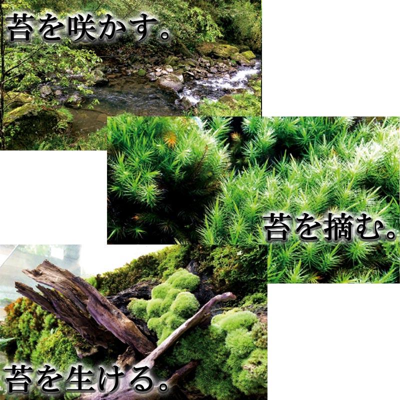 国産 砂苔 300×600mm 星屑のような葉 庭園材 苔盆景 屋上緑化 アクアテラリウム 直立3cm 天然 日照に強い 積雪に強い 苔 スナゴケ 石州這苔屋 代引不可