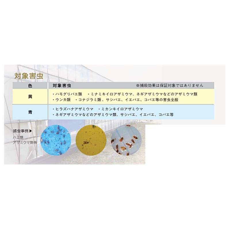 虫ペタッと大判粘着シート 5枚入 45cm×200cm 大判 粘着シート 害虫 捕虫 小泉製麻 個人宅配送不可 代引不可
