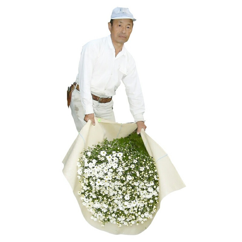 10枚 収穫布 ベンリークロス 大紀産業 H750×1500 ブルー 収穫袋 収穫 袋 道具 織布 通気性 ムレない 水上げ 葉タバコ 花卉 長ネギ 枝豆 農業 農園 園芸 畑作 DZ