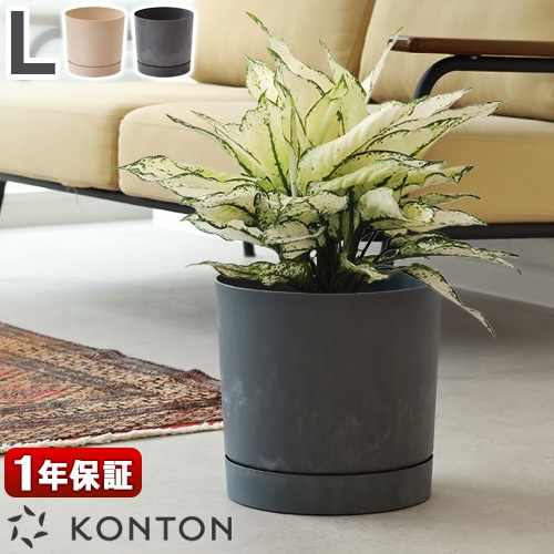 KONTON PROSPER ץѡ ȥB L