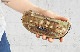 �Хꥹ�ƥ����� ���������� �ʥ��ե����� BALLISTICS EYEWEAR��KNIFE CASE BSA-1914