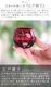 �ե����� ���;˻� ��� 2�ĥ��å� 2pcs Apple Sake Cup