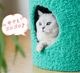 zeze POT PET HOUSE  ڥåѥϥ [ / å]